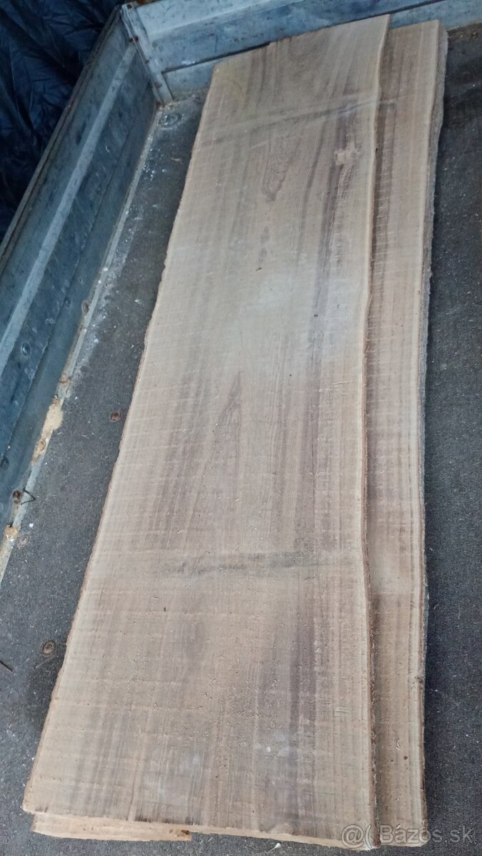 fosne paulownia - 6