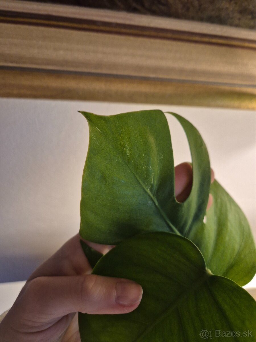 Biela monstera 3ks - 6