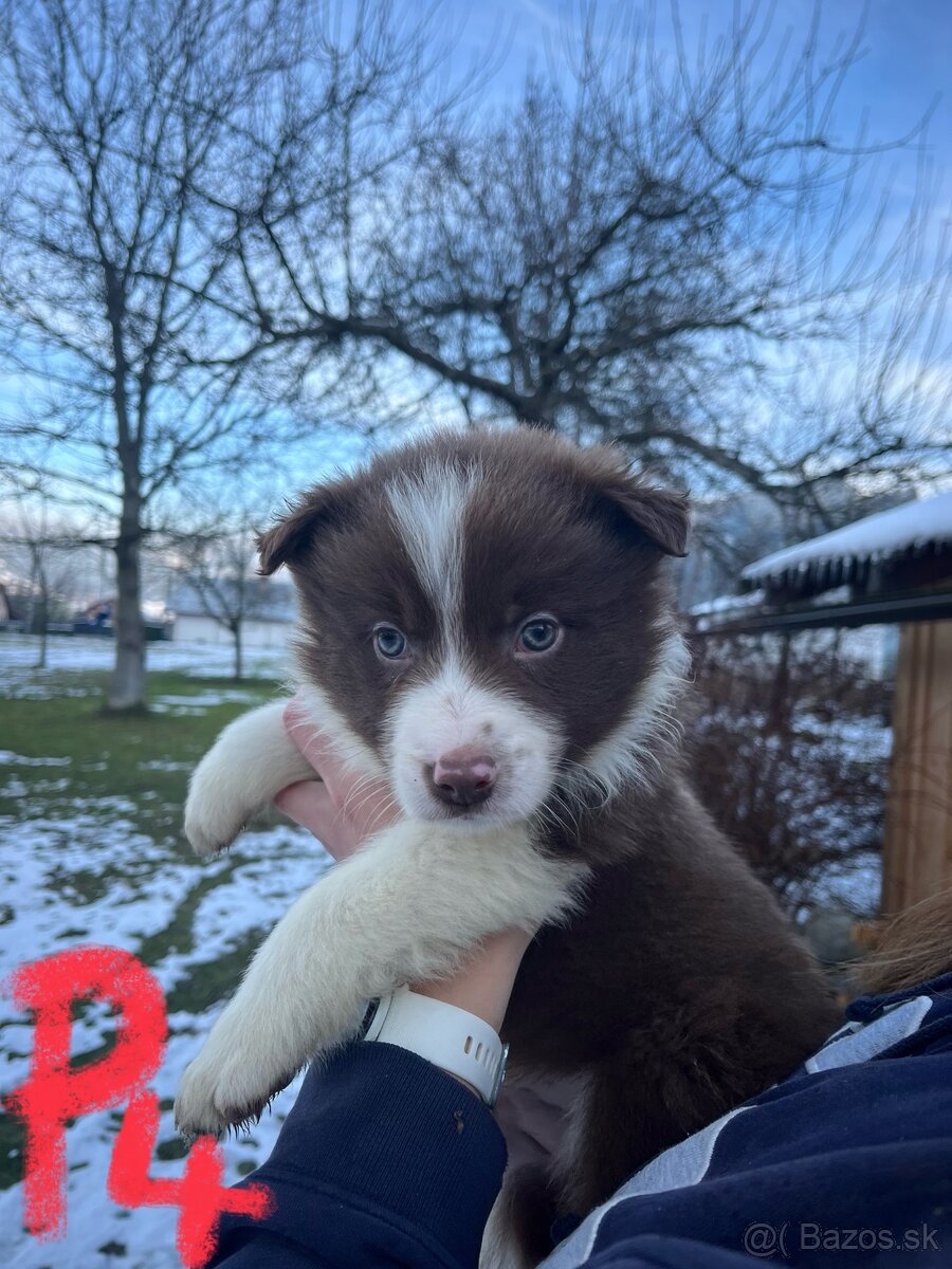 Predám border kólia šteniatka - 6