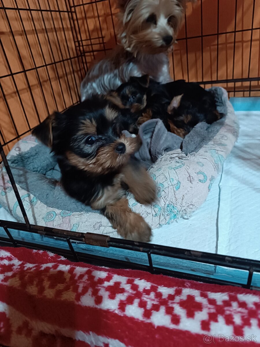 Yorkshirsky teriér - 6