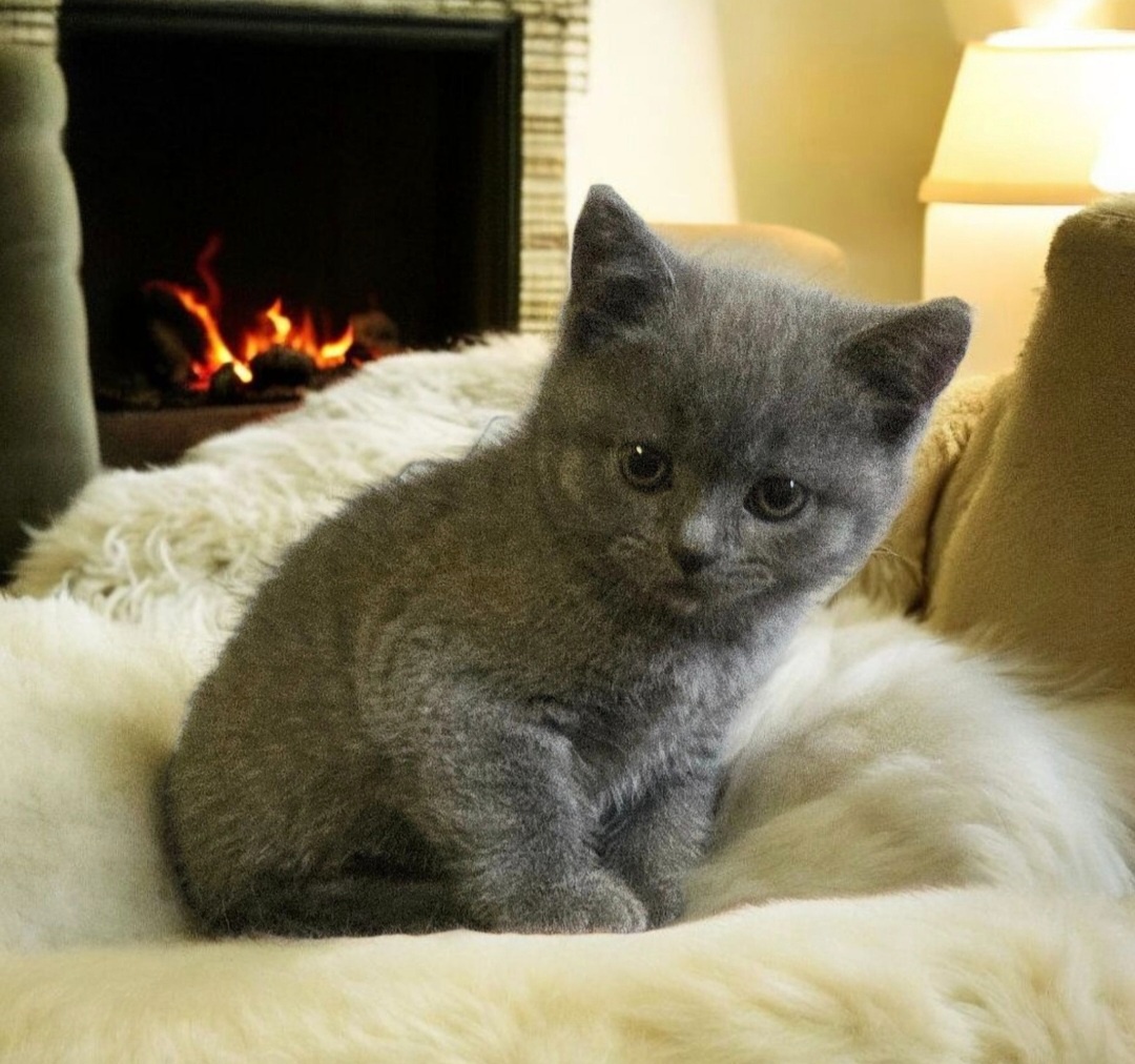 Britska macka s PP - 6