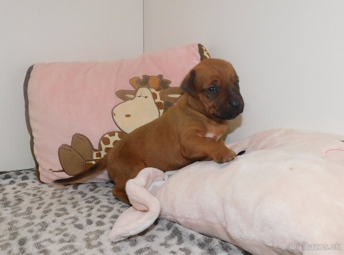 Rhodesian ridgeback- fenka s PP - 6