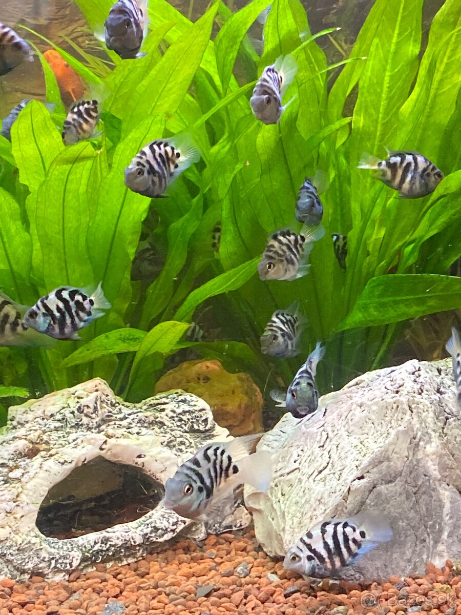 Blue parrot cichlidka - 6