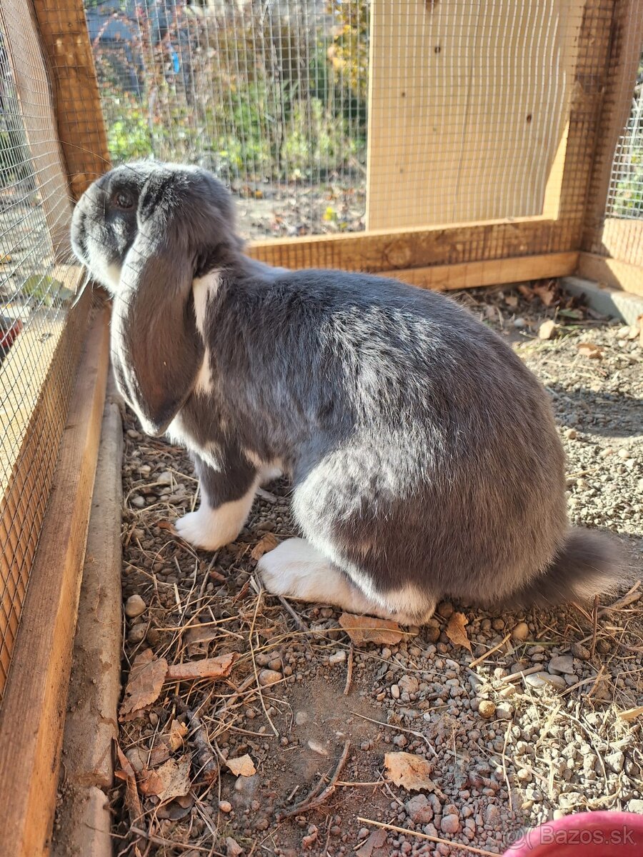 Francúzsky baran - 6