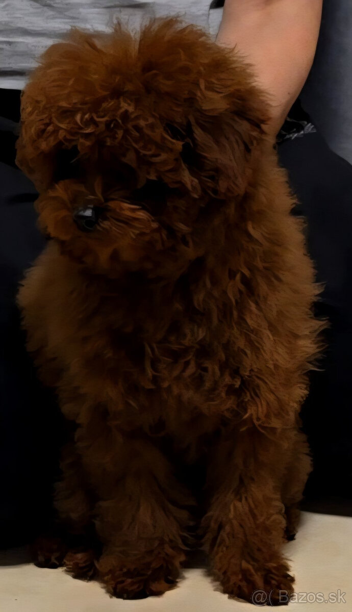 pudel 100% toy Red Braun - 6