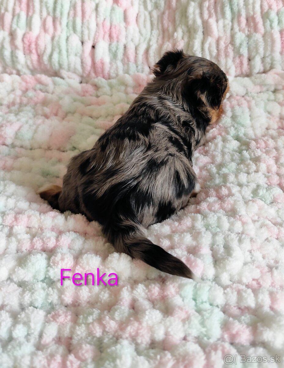 Yorkshire terrier - 6