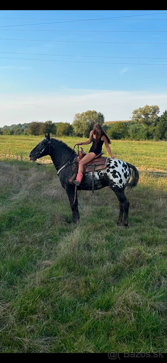 prípúštanie Appaloosa žrebcom - 6