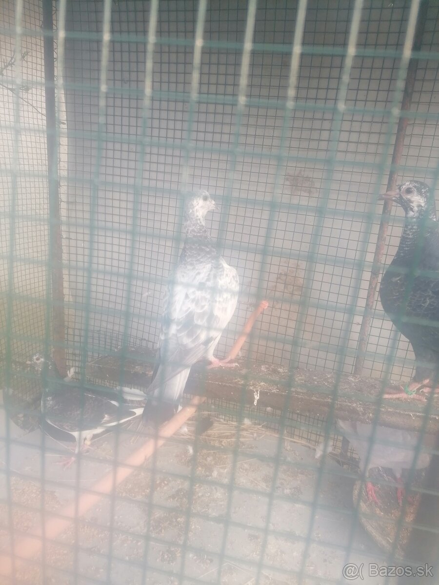 Poštové holuby - 6