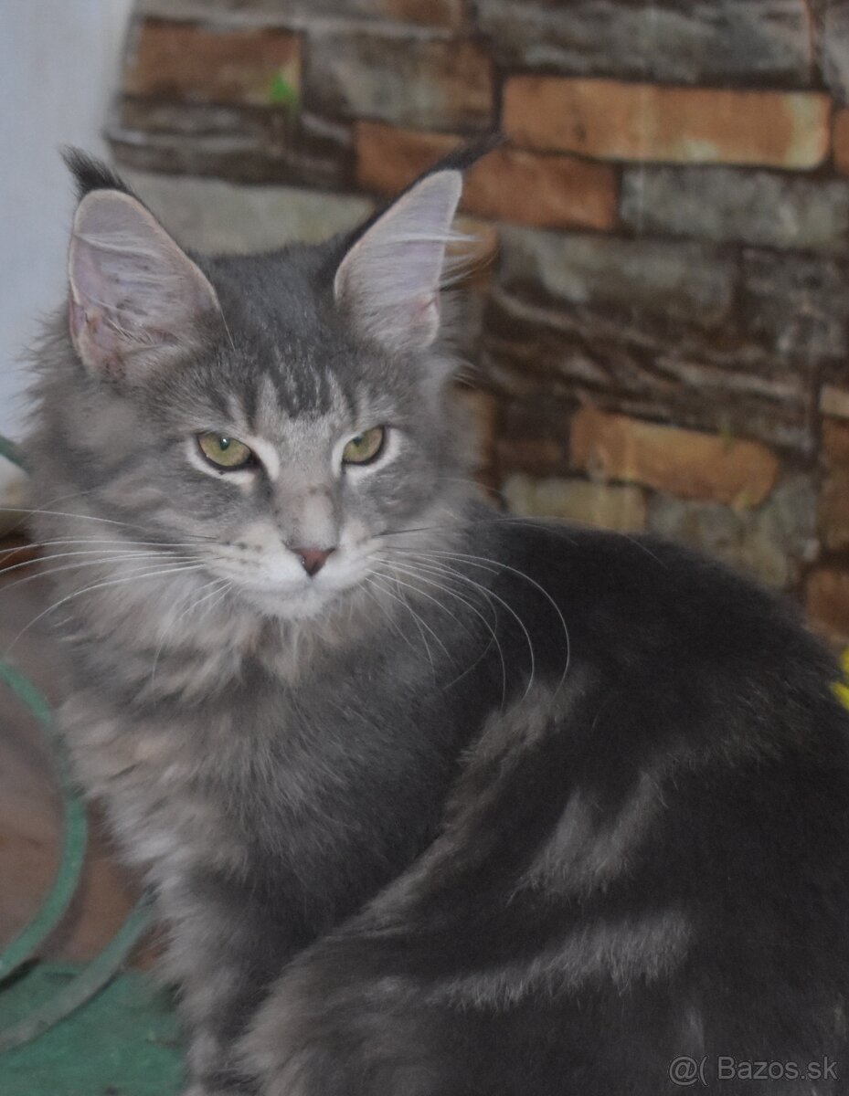 Mainská mývalia mačka - mačiatka Maine coon s PP - Goldie - 6