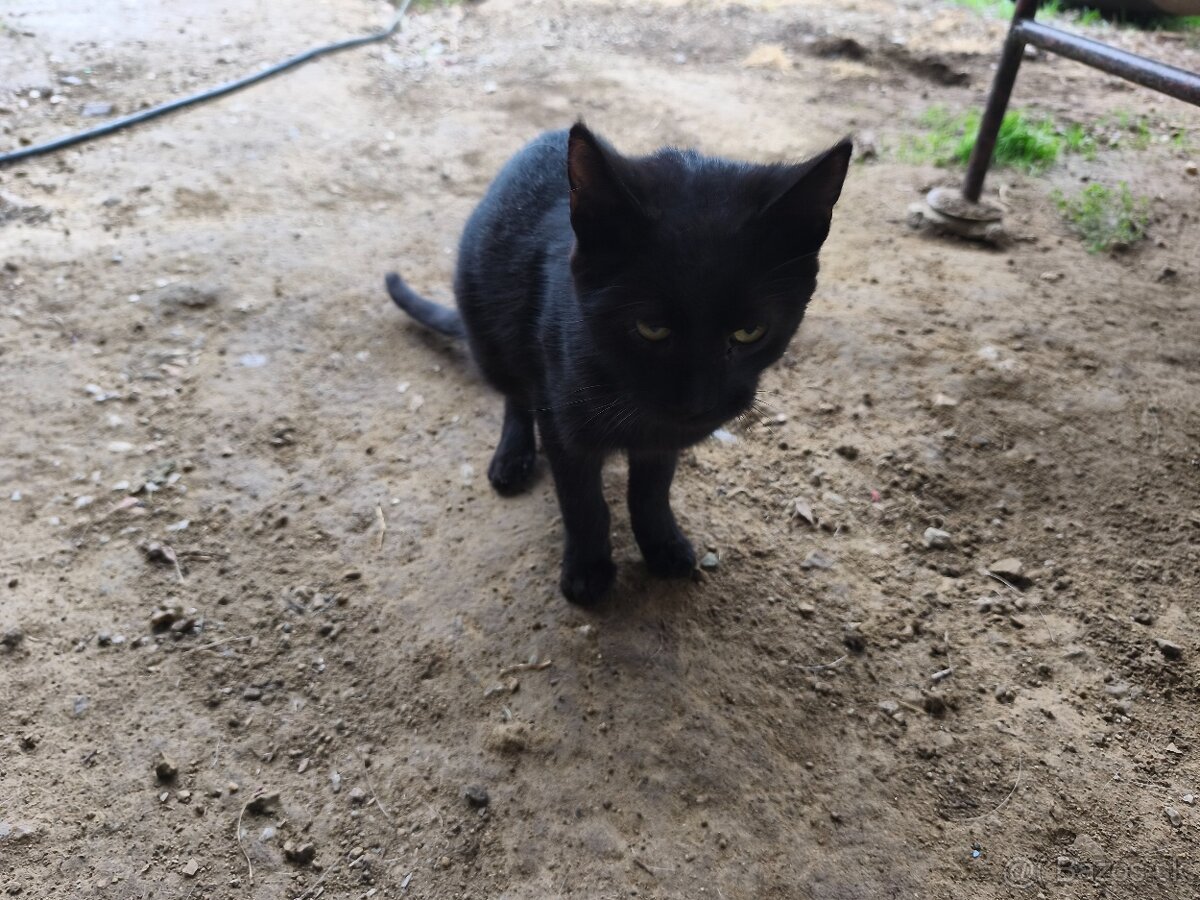 Darujem 2 mačatá - 6