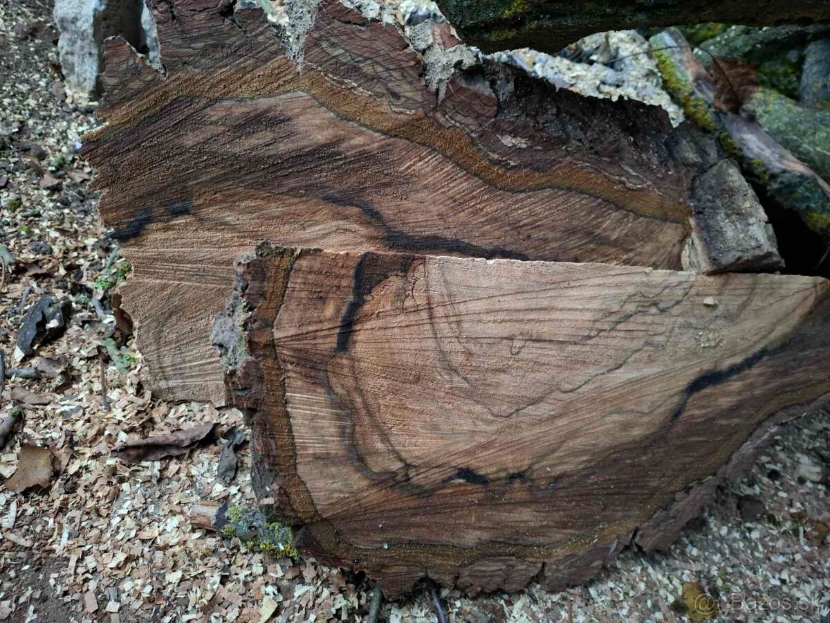 Orechové drevo – kvalitný, hrubý kmeň - 6