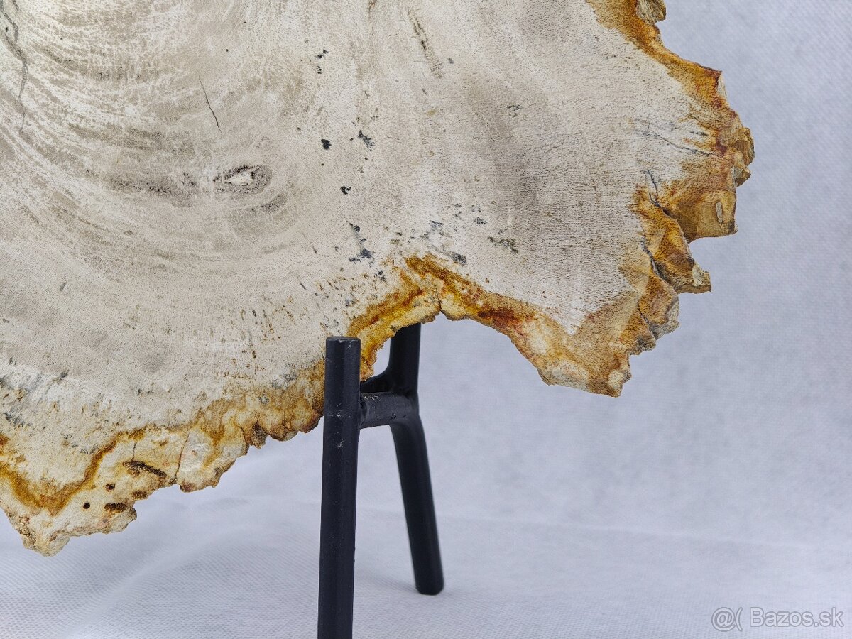 Výnimočný kus zkamenelého dreva – 23 mil rokov stará - 6