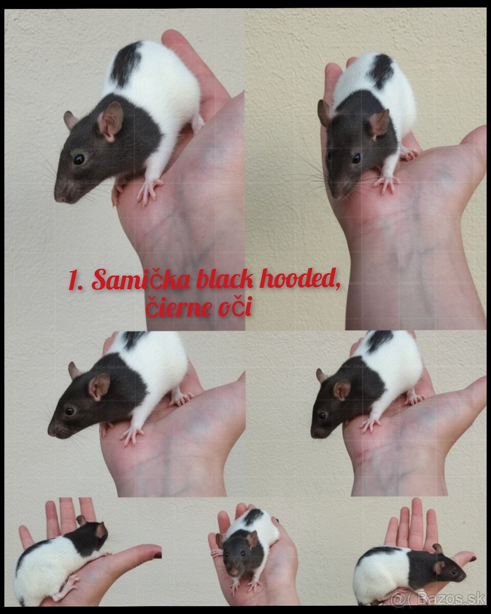 Predám potkaniky dumbo - 6