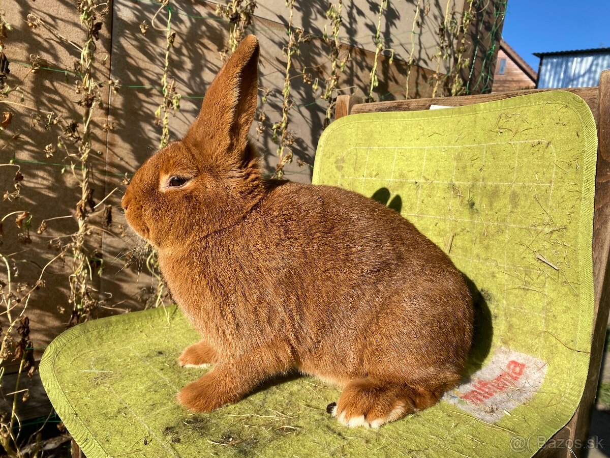 Novozélandské červené - 6