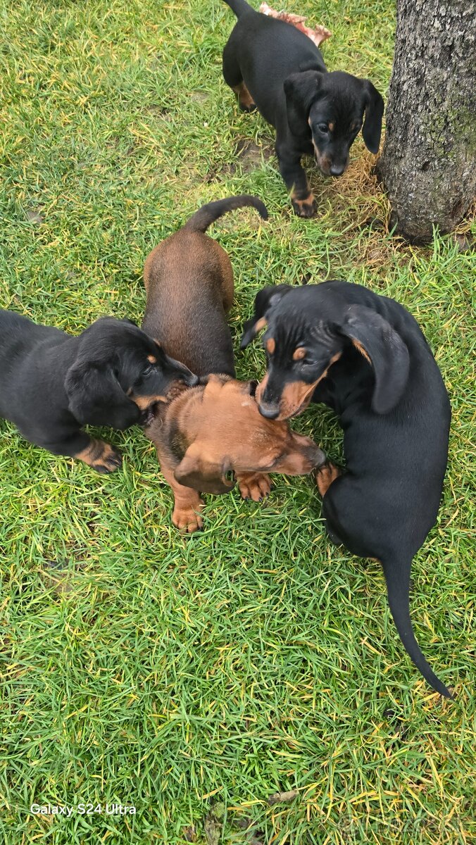 Jazvecik kratkosrsti. - 6