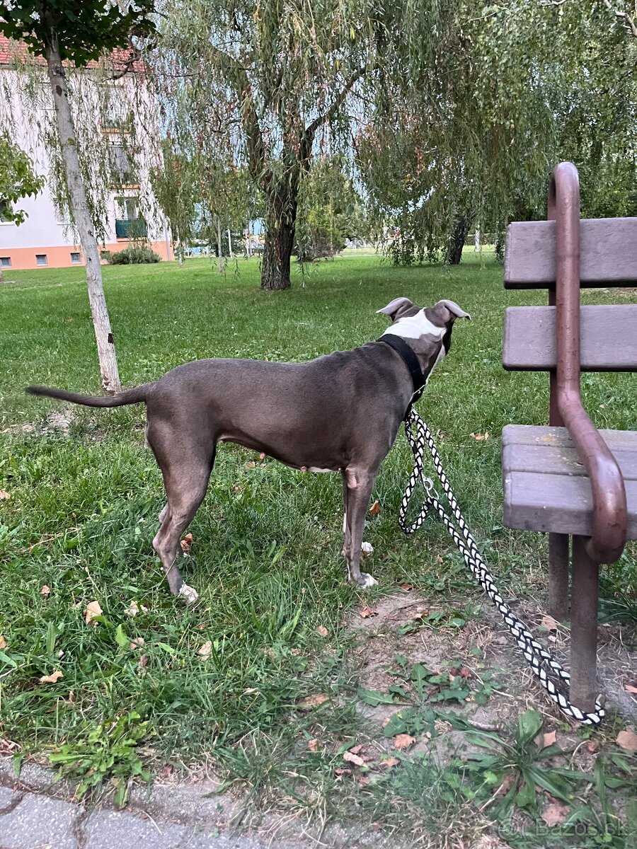 Darujem Staforda - 6