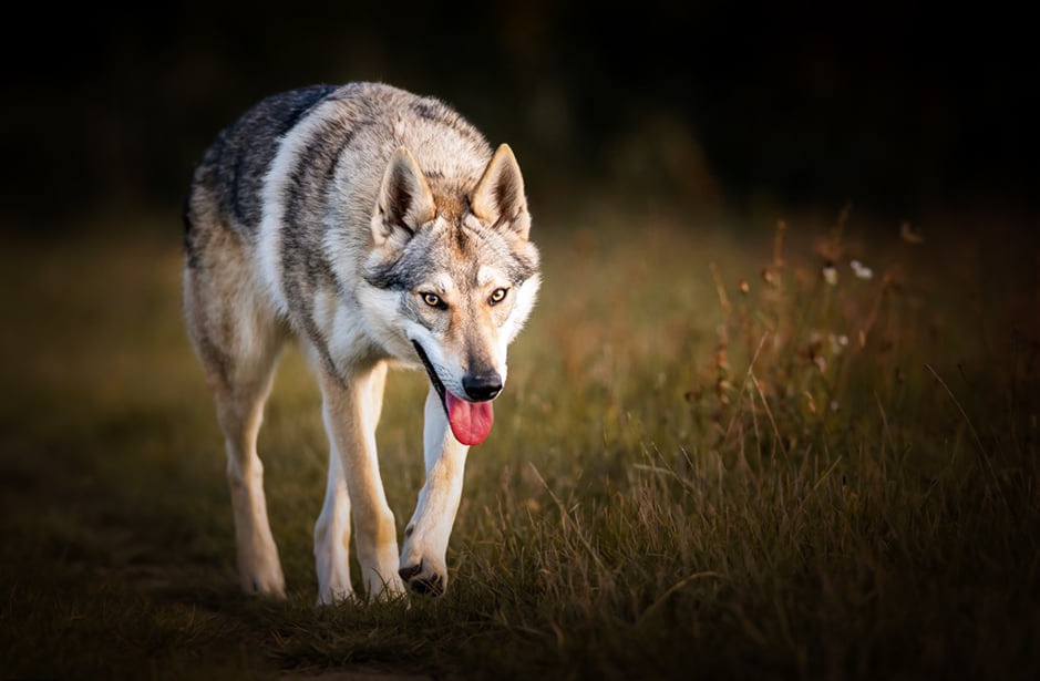 Československý vlčiak šteniatka s PP - 6