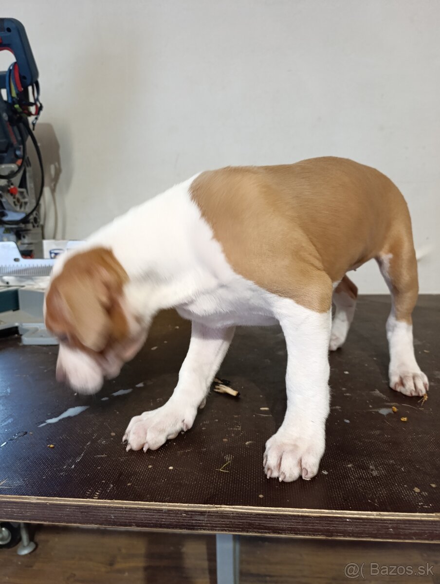 American Bully XL - 6