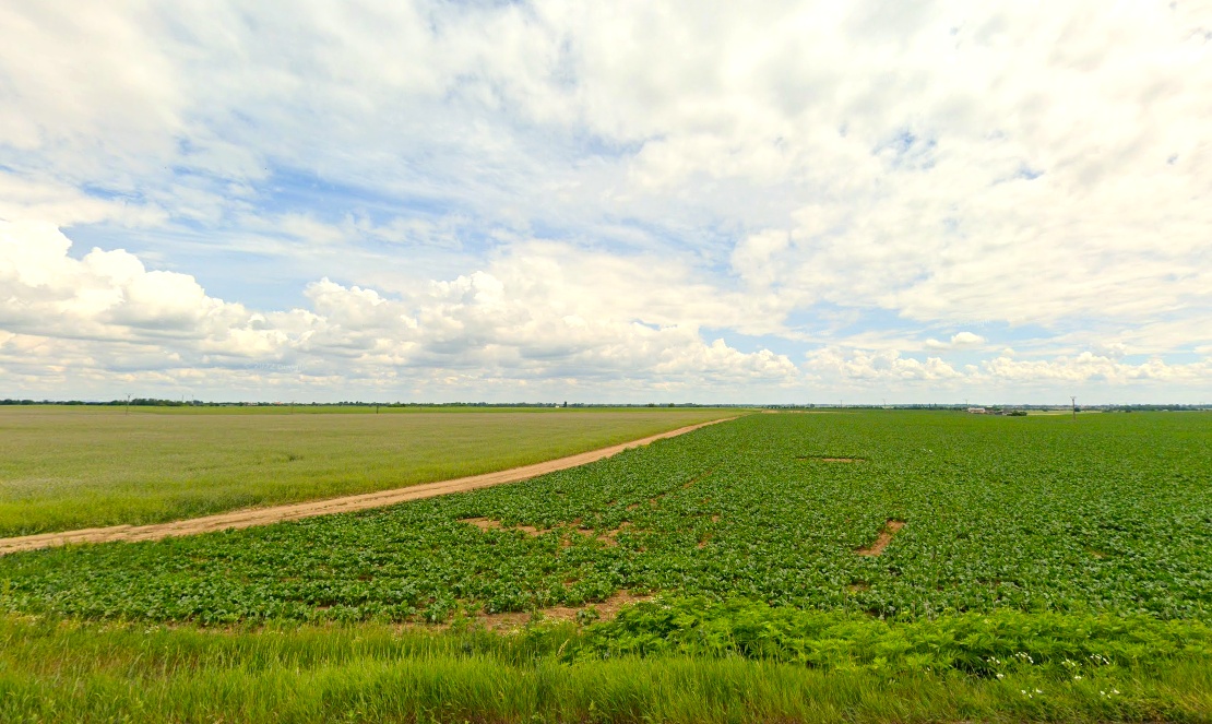 Blatné – 7.200 m2 ORNÁ PÔDA 1/1 s prístupom od cesty - 6