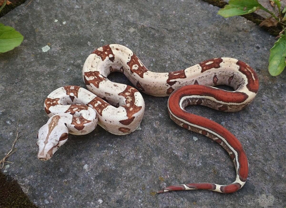 Boa imperator - VPI T+ Albino het Blood, Normal DH VPI Blood - 6