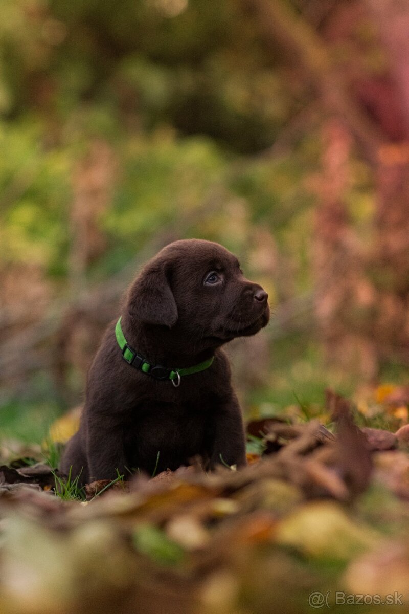 Labrador retriever s PP , Labradorsky retriever - 6