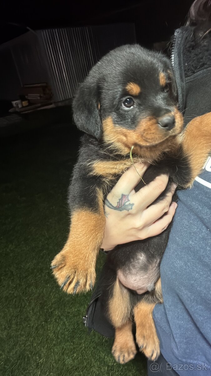 Predám rotvajlerov - 6