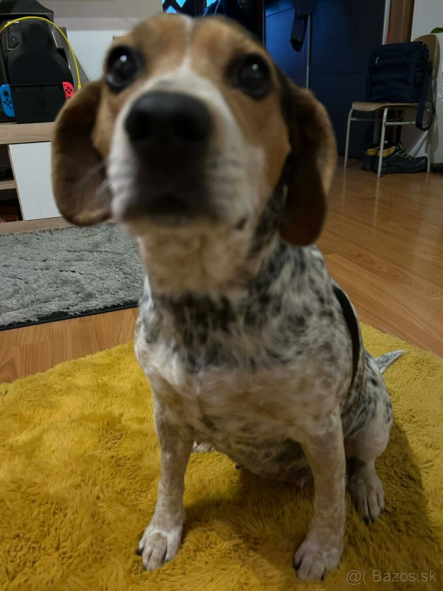 Predám šteniatka - 6