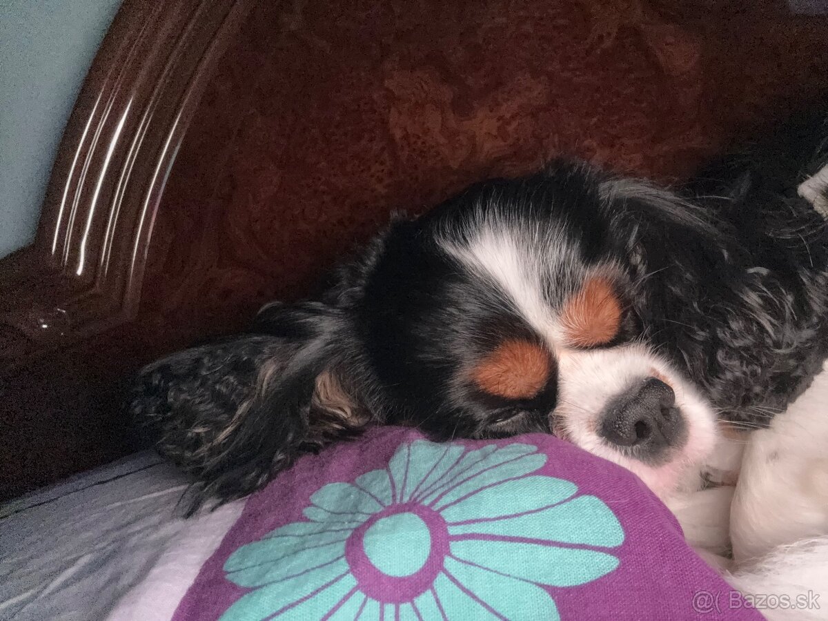 Stráženie psov a mačiek - 6