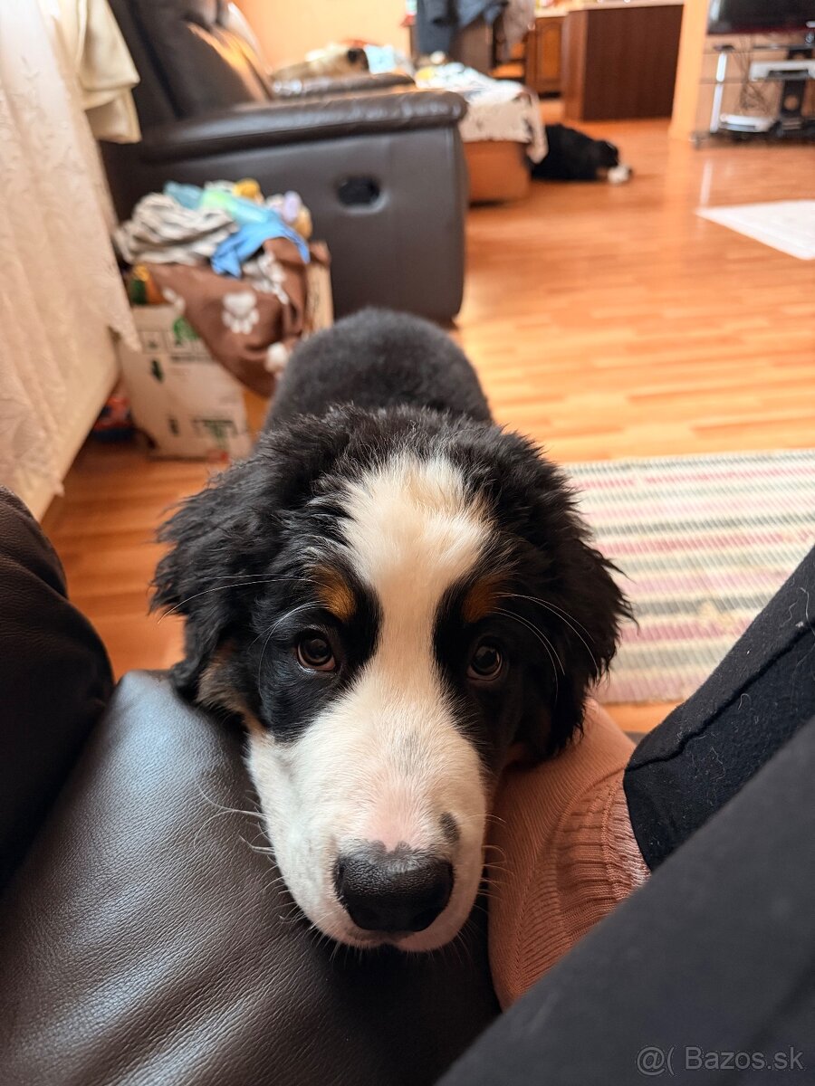 Šteniatko s PP - Bernsky salašnícky pes - 6