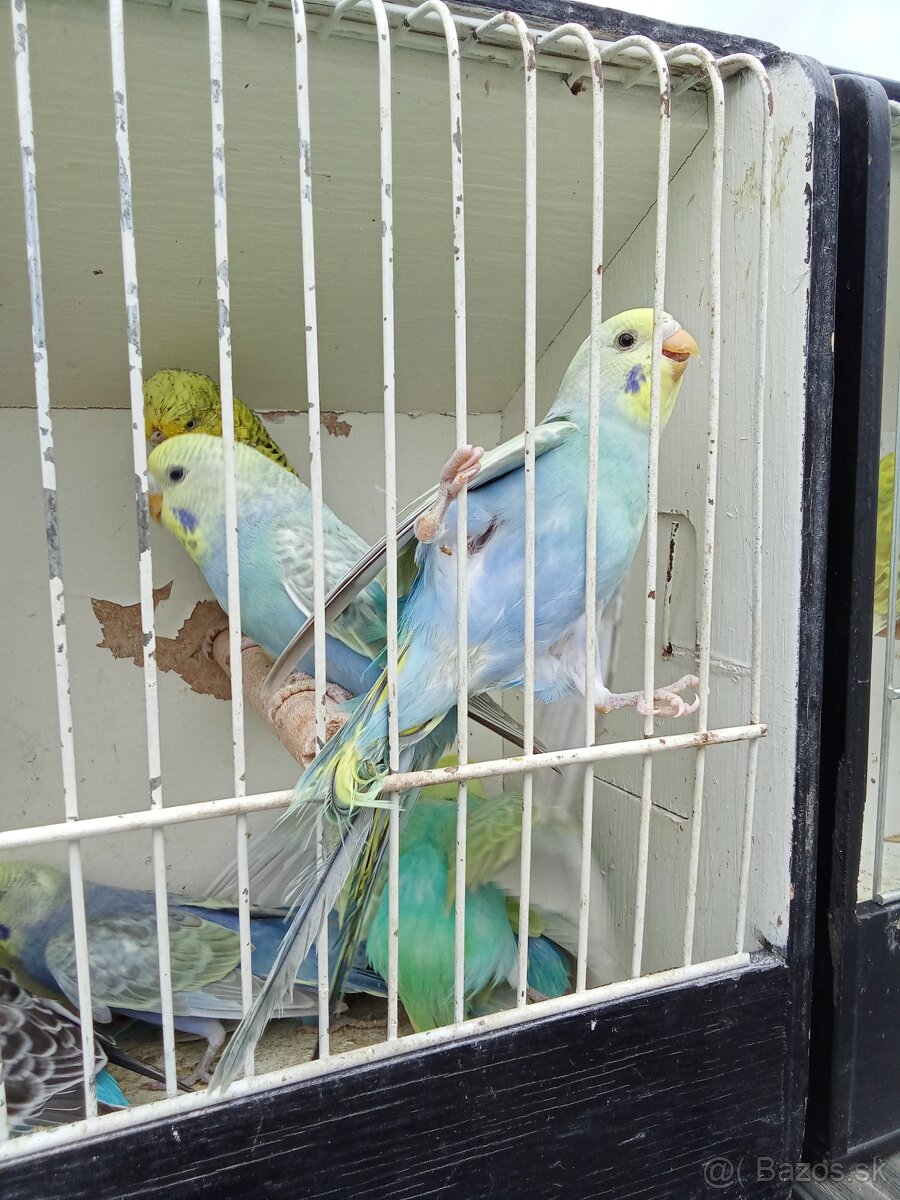 Vystavne andulky,duhove andulky - 6