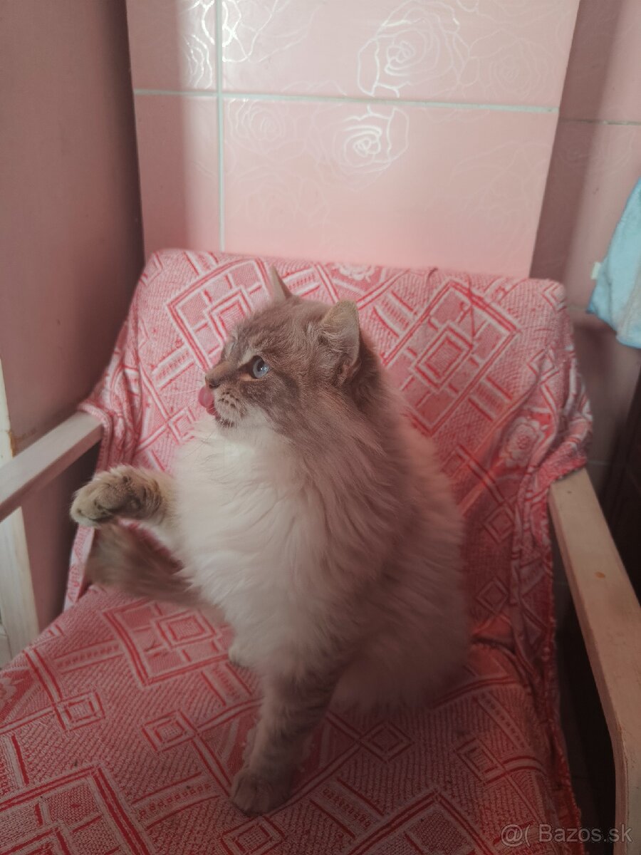 Kocúr ragdoll na krytie - 6