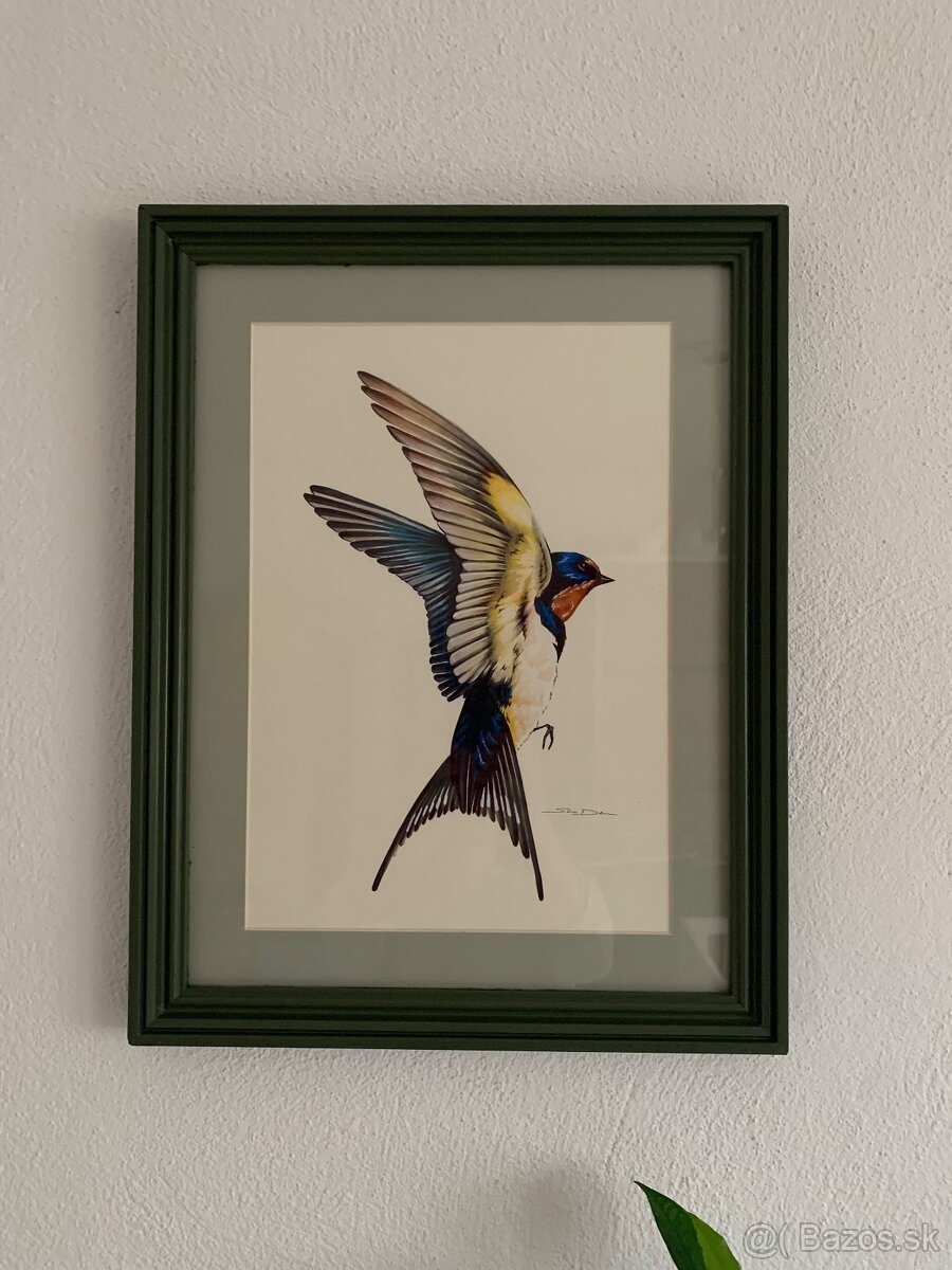 Obrázky lastovičiek, korytnačka - 6