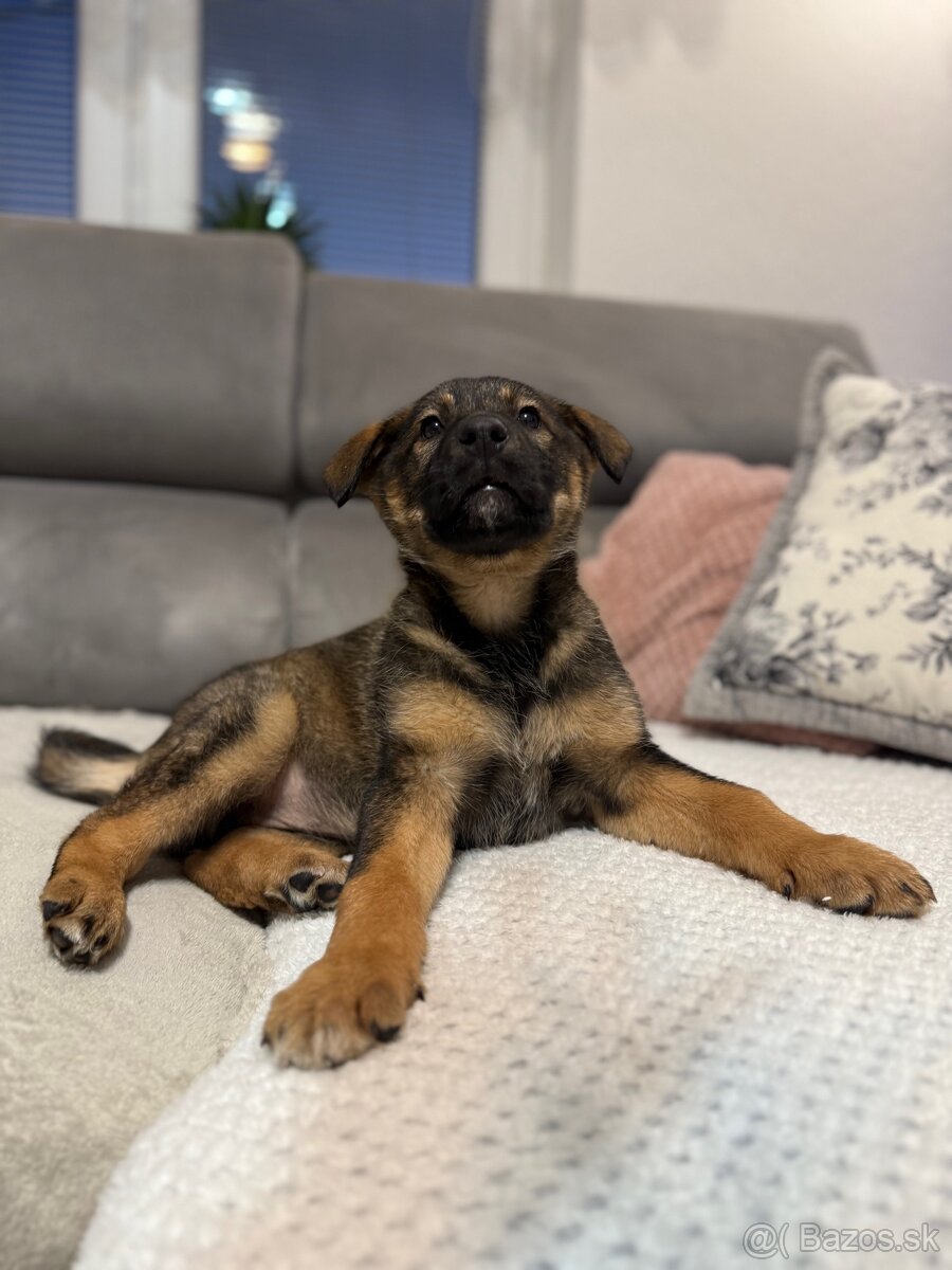 Darujem psíka - 6