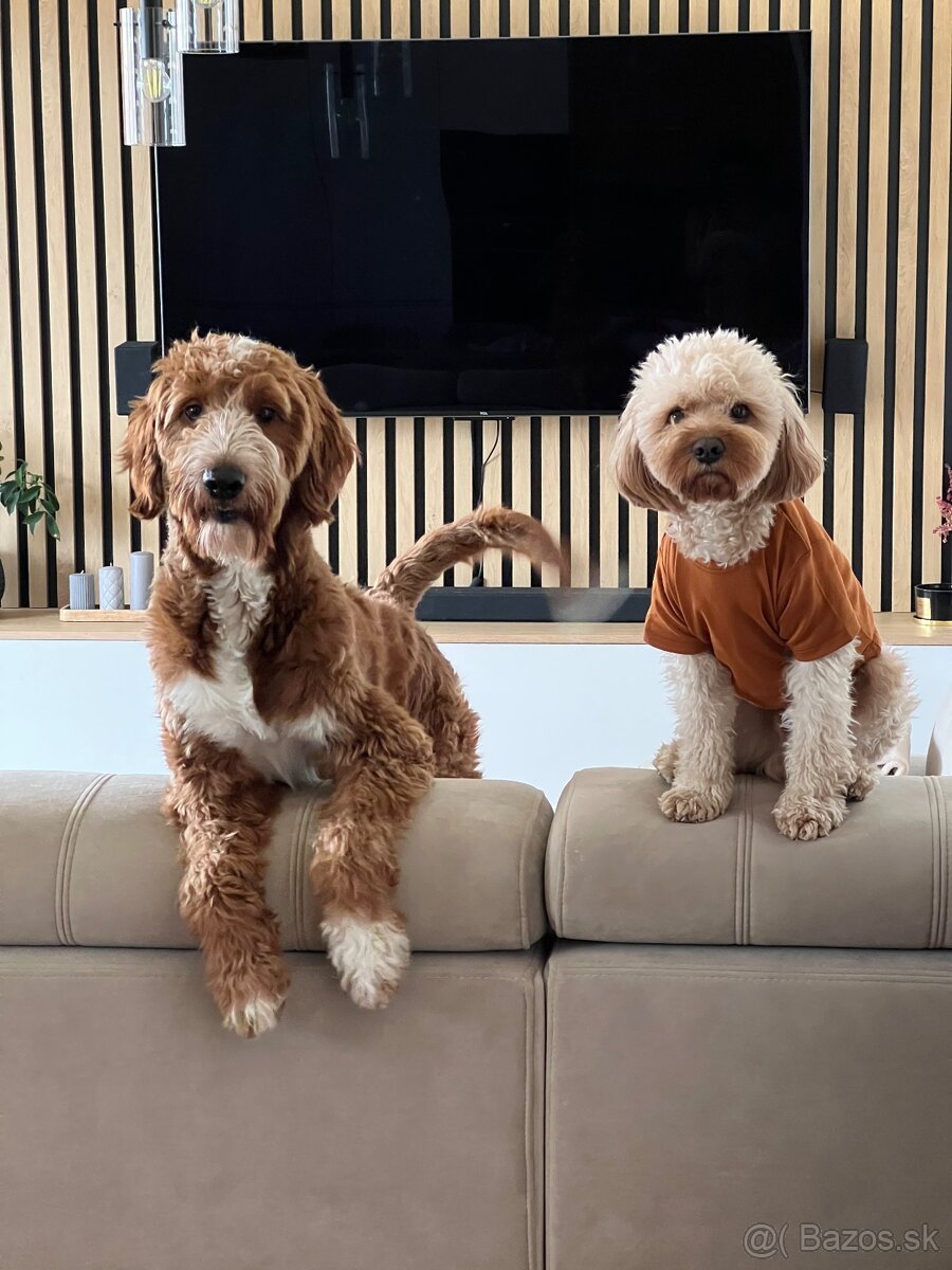 Cavapoo Max na krytie - 6