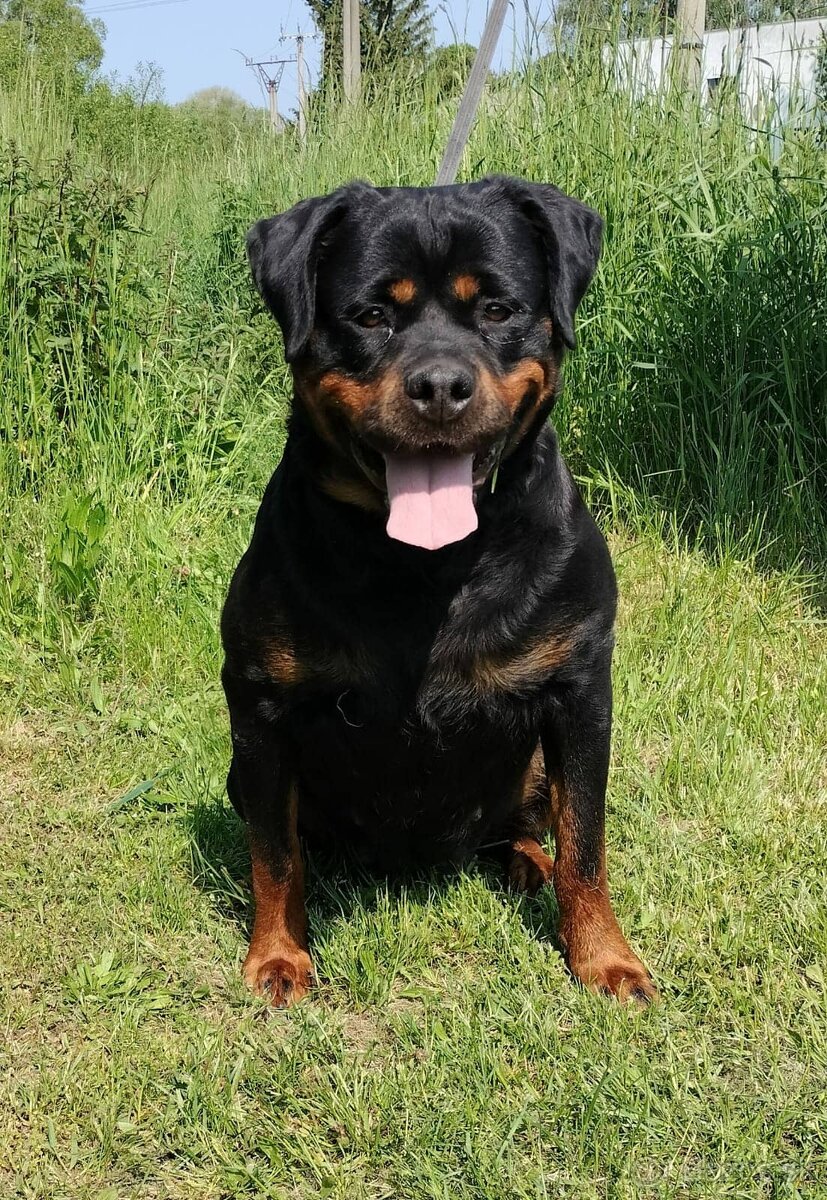 Rotvajler,rottweiler,RTV, šteniatka rottweilera - 6
