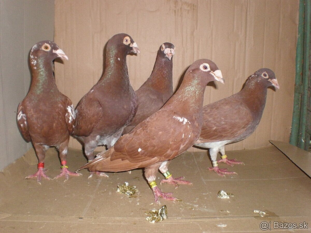 Predám poštové holuby - 6