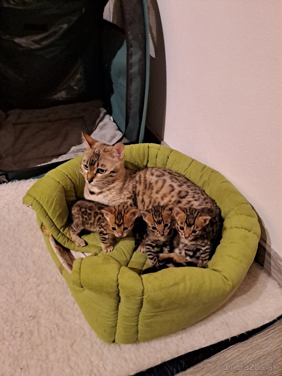 Bengalske maciatka s PP - 6