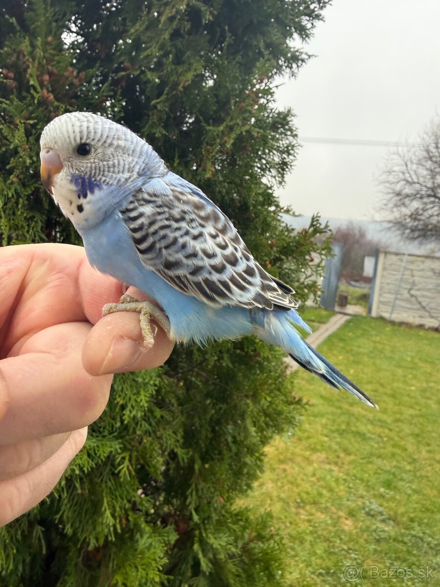 Andulka Maznačik krotká - 6