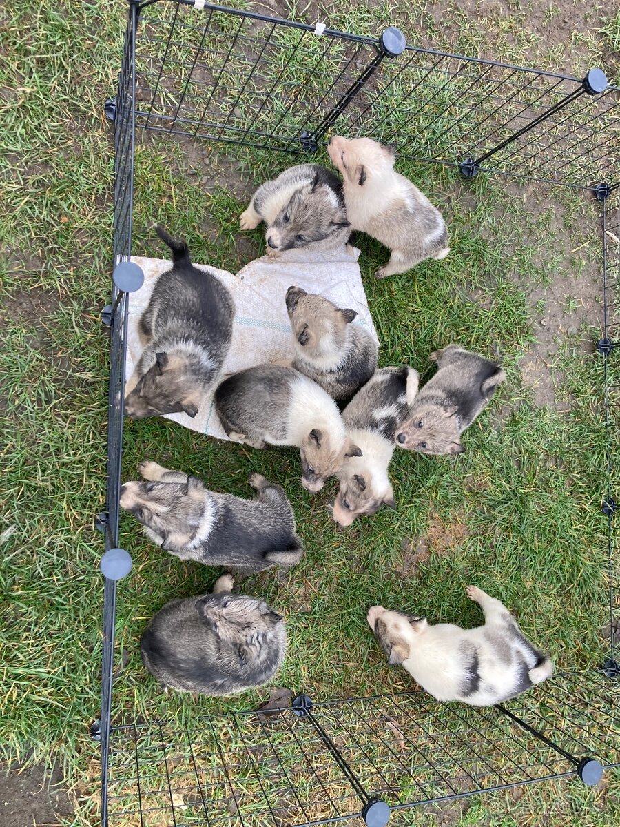 Západosibírska Lajka - 6