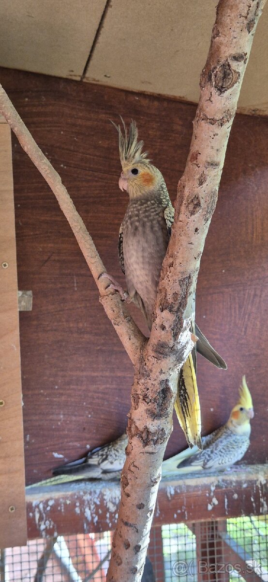 Predám KORELY - straka s krúžkom - 6