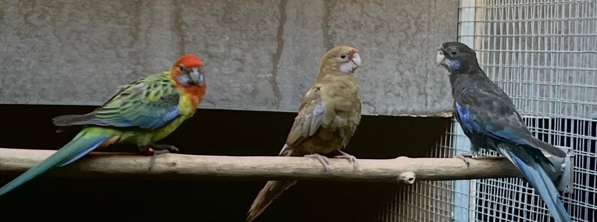 Rozely parana na ciernomodre - 6