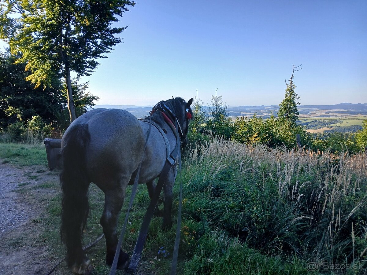 Predám ťažného valacha. - 6