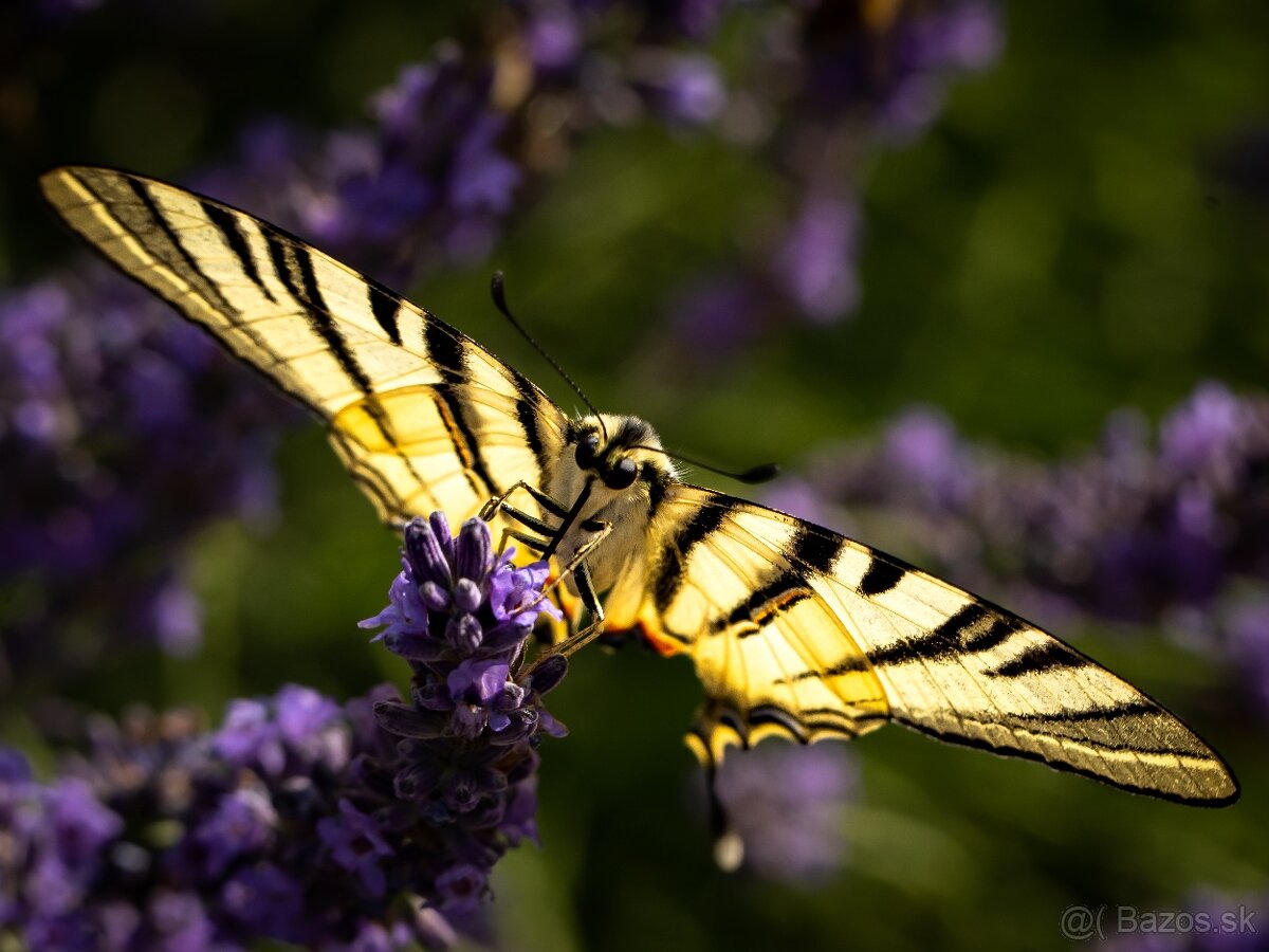 PREDÁM SONY A 7 III - 6
