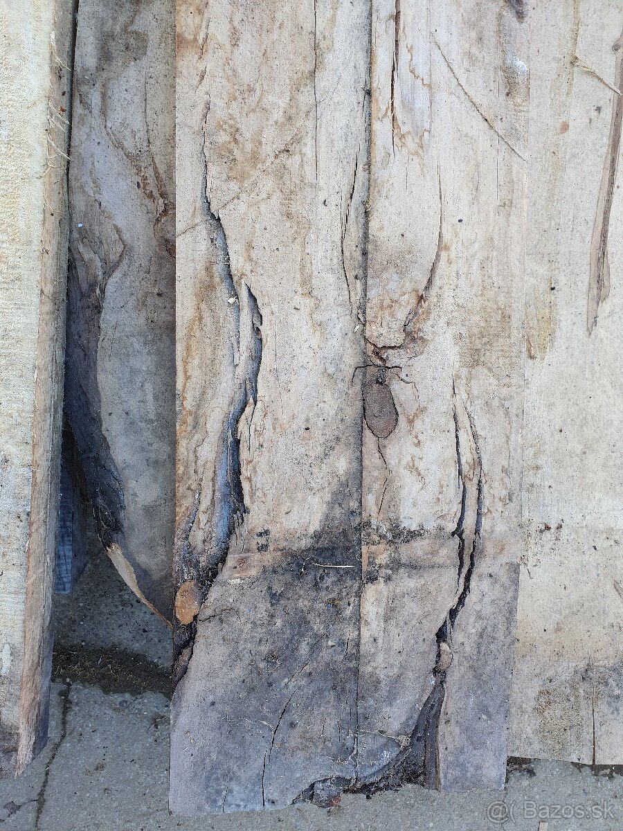 Stare rezivo - pagaštan fošne. - 6