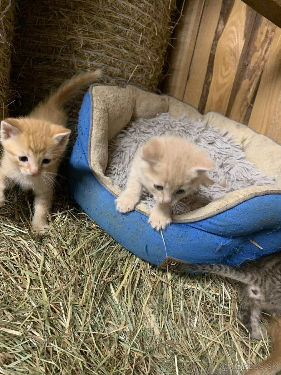 Darujem mačičky - 6