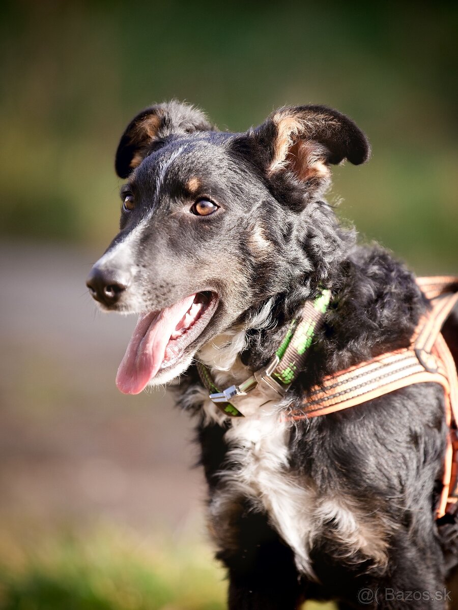 Darujem šikovné aktívne kučeravé šteniatko- mix border kólia - 6