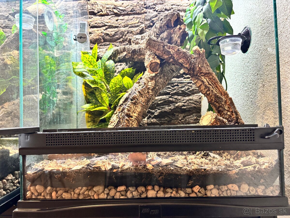 Predám terárium ZooMed s PAGEKONÓM RIASNATÝM (samec) - 6