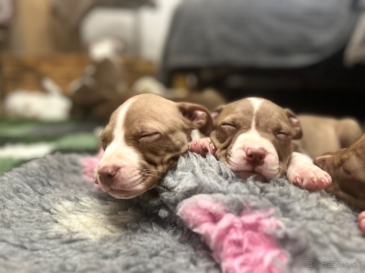 Americky pitbull terier - 6