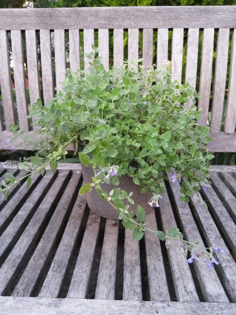 Kocúrnik - medonosná, nenáročná trvalka - 6