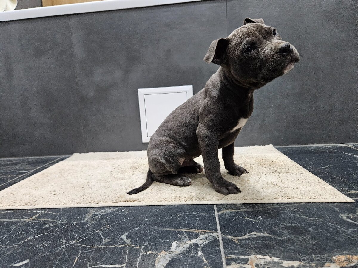 Americki staffordshire teriéra - Blue - 6